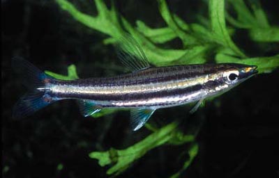 Nannostomus marilynae